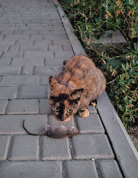 brown cat with a mouse as its food photo