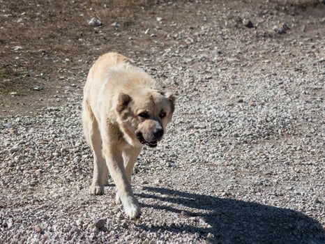 Alabai shepherd dog go to camera. photo