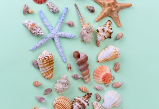 Assorted seashells on green background photo