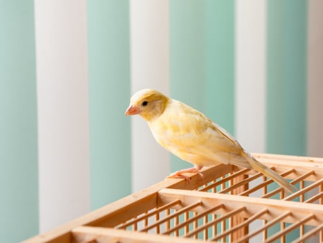 Young male Curious orange canary looks straight sitting on a cage on a light background. Breeding songbirds at home. photo