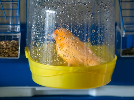 Bird bath. Orange canary washes in a bird bath in its cage. Breeding songbirds at home. photo