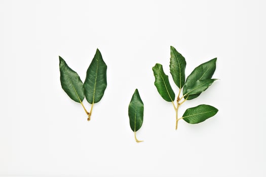 Minimalist Composition of Green Leaves on a White Background photo