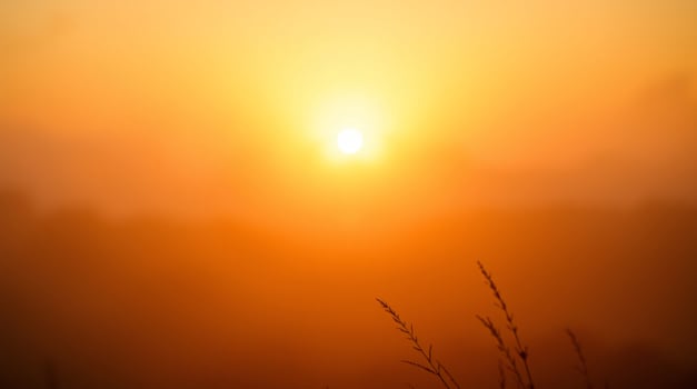 Sunrise over the horizon with grass and trees photo