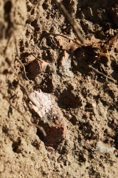 Natural Soil Composition Includes Various Rocks and Vital Organic Matter Components photo