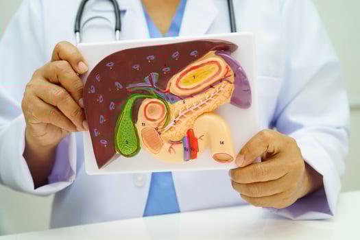 Liver with gallbladder, pancreas spleen and duodenum, Asian doctor holding human anatomy model for study diagnosis and treatment in hospital. photo