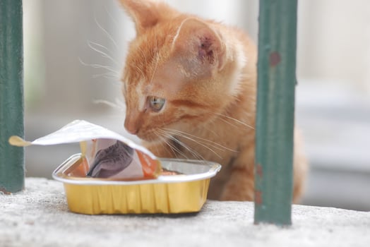 A Curious Ginger Cat Enthusiastically Exploring a Colorful Treat Pack photo