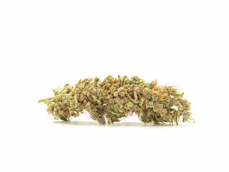 Close-up of dired cannabis bud flowers on a white background photo