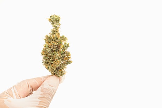 Hand holding of dry cannabis bud flowers. photo