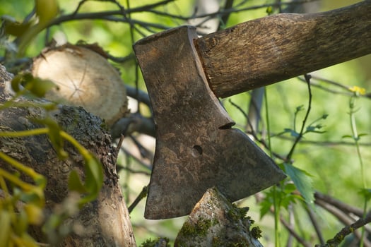 Rusty axe embedded in tree trunk during forest chopping on a sunny day photo