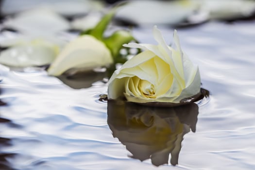 White rose and petals on the water. Aromatherapy and spa concept photo