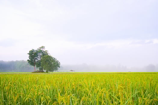 Golden yellow rice fields and rice stalks with bright green leaves. Rice fields in the morning with some fog in winter. The atmosphere at the end of the rainy season, the beginning of winter, photo