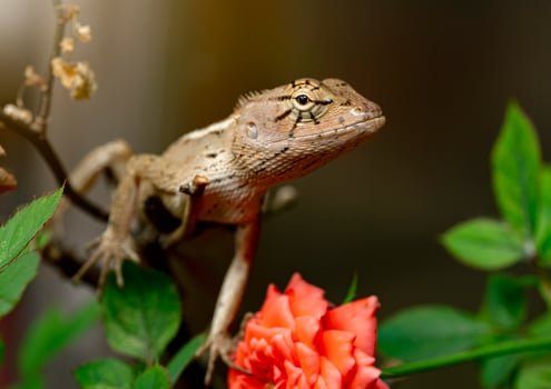 Lizards or chameleons, in nature, perched on branches, hanging up. Reptiles on trees during the day. photo
