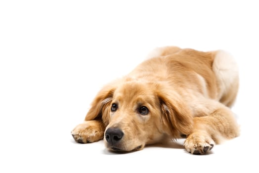 A golden retriever laying down on a white background photo