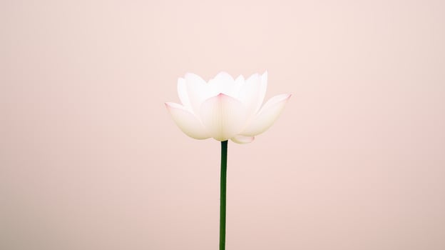 Time Lapse of Lotus Flower Blossoming Against Alpha Channel Background Highlighting Natural Beauty and Growth Process in Minimalist Style with White Petals on Long Stem Ideal for Nature Lovers photo