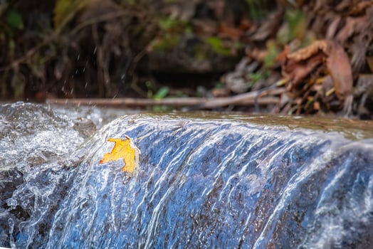 Fallen Leaf Flows Over a Wartefall photo