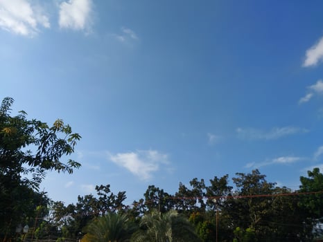 Clear Blue Sky with Tropical Tree Silhouettes photo