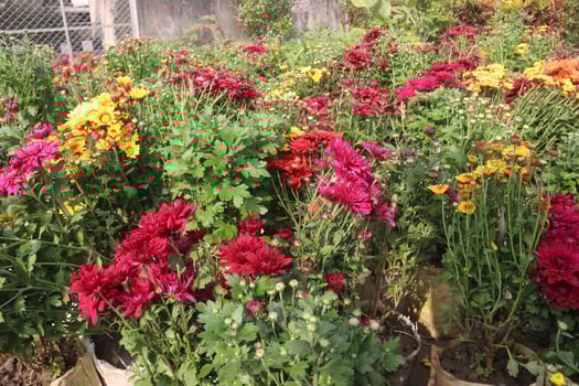 A large garden filled with colorful flowers photo