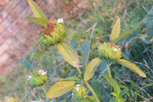 A green plant with white flowers photo