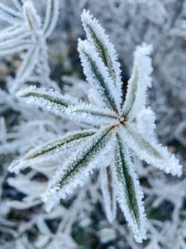 This is a closeup image showcasing a plant that is beautifully covered in a layer of frost, illustrating the intricate details and the effects of cold temperatures on nature photo