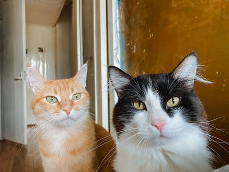 Two adorable cats are comfortably sitting next to each other while both of them are curiously looking directly at the camera, capturing a lovely moment that any cat lover would cherish photo