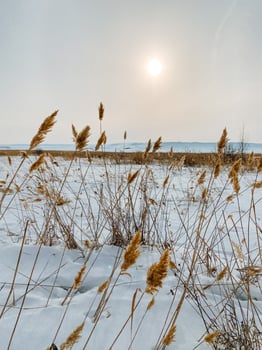 A vast field filled with tall grasses, now delicately blanketed in soft snow, as a beautiful sunset paints the sky with vibrant colors in the background, creating a stunning natural scene photo