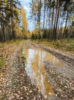 In a secluded and tranquil woods, a damp, muddy road meanders through tall trees, featuring a large puddle at its center that beautifully reflects the stunning surroundings around it photo