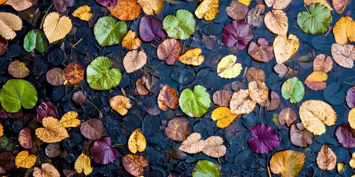 Colorful leaves on the water photo
