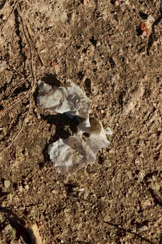 Delicate Fragments on Earth Natures Intriguing and Beautiful Patterns Revealed in Detail photo