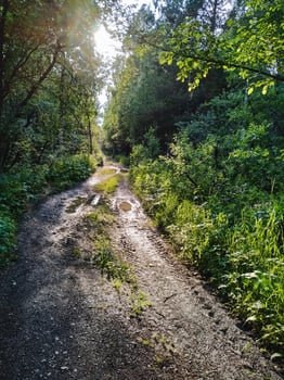 A secluded, unpaved dirt road that winds its way through the heart of a vibrant and lush forest, where the warm sun shines brightly and filters gently through the dense, green foliage above photo