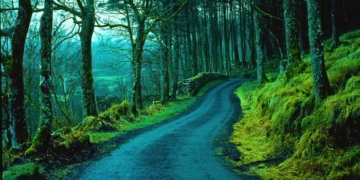 A dirt road in the woods photo
