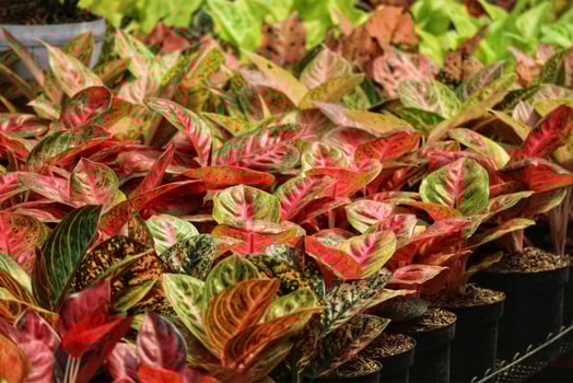 This is Vibrant Aglaonema Plants A Lush Display of Red and Green Foliage photo