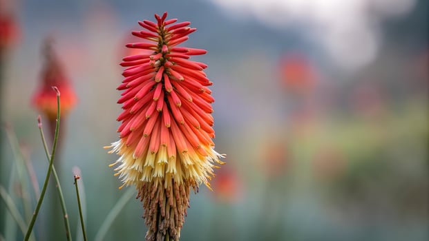 A red and white flower blur background photo