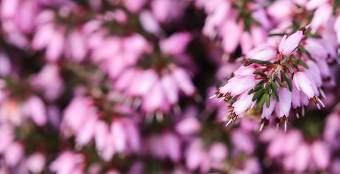 Pink Erica carnea flowers , winter Heath in the garden in early spring photo