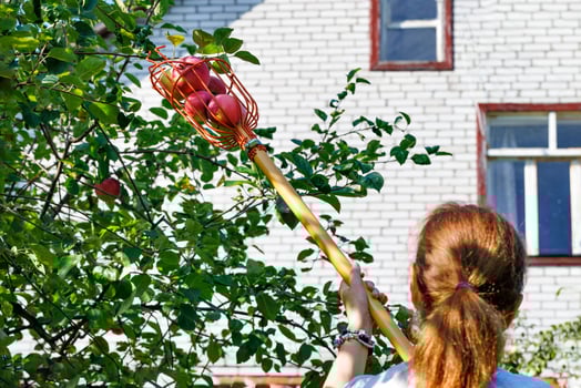 A woman harvests apples with a wooden picker. photo