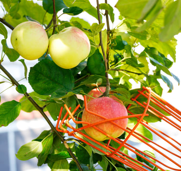 A metal fruit picker harvests apples from a tree on a summer day. photo