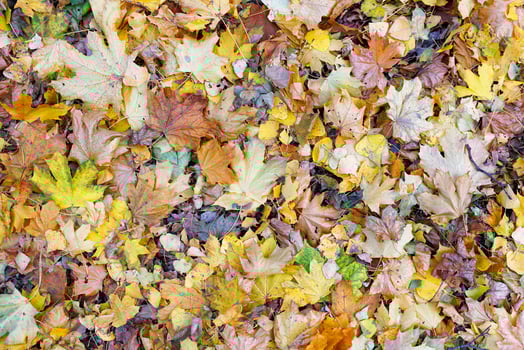 Autumn background and texture of fallen yellow leaves in the forest. photo