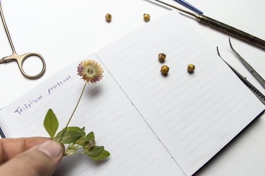 the desk of a botanical biologist and the study of the herbarium of plant species. a dried flower on a white background and the name in Latin. High quality photo