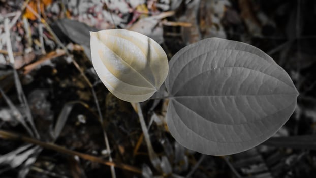 Contrasting Leaves in Color and Black and White photo
