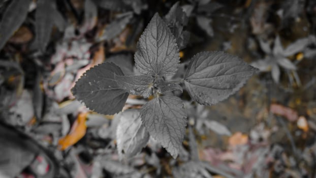 Close-up of Textured Plant Leaves photo