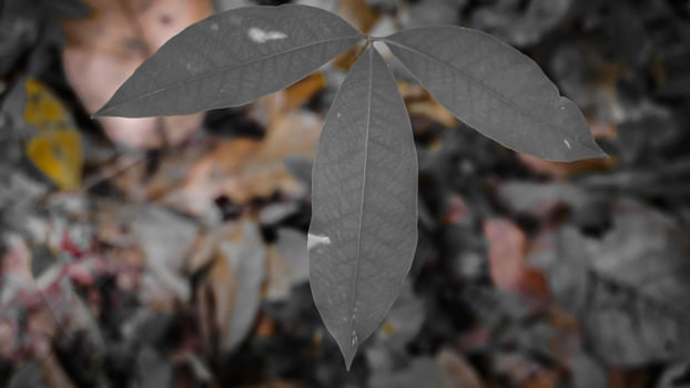 Close-Up of a Unique Green Leaf Against Blurred Background photo