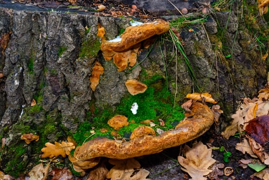 Phellinus robustus - saprophytic wood fungus on an old oak tree stump, Ukraine photo