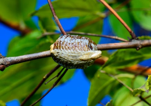 Hierodula transcaucasica ootheca, a cocoon with eggs of an invasive mantis in Ukraine attached to a twig against the background of leaves photo