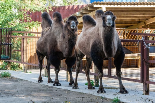 Two-humped camel close up photo