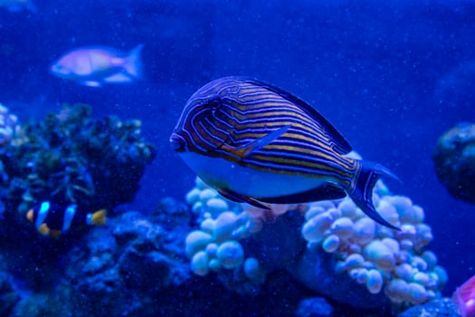 close up Acanthurus lineatus fish photo