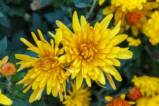 bushes of yellow chrysanthemum flowers close up photo