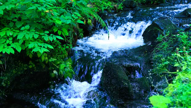 The bed of a small stream with riffles between mossy stones in a deep forest photo