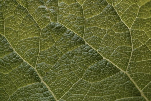 green, leaf veins in springtime. abstract green background photo