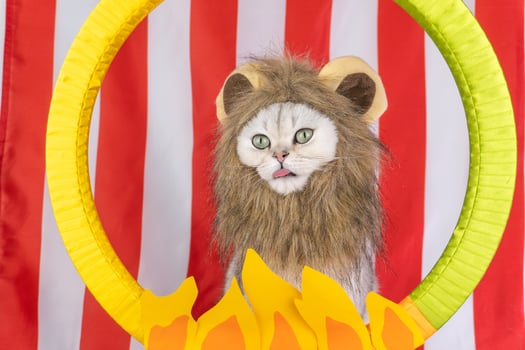 Cat in lion costume with fire hoop against red and white striped background photo