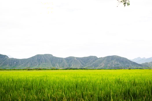 Lush Green Rice Fields photo