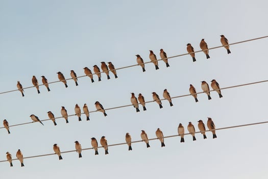 Birds perched on wires create a serene, balanced sky scene photo